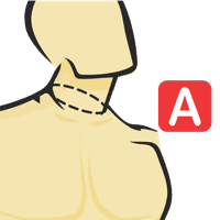 Circunferencia del cuello en el collar