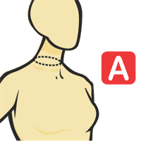 Circunferencia del cuello en el collar